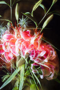 Close-up of pink flowers growing outdoors