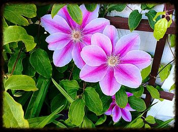 Close-up of pink flower