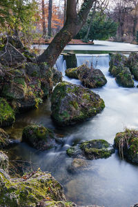 Scenic view of stream in forest