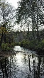 Reflection of bare trees in river