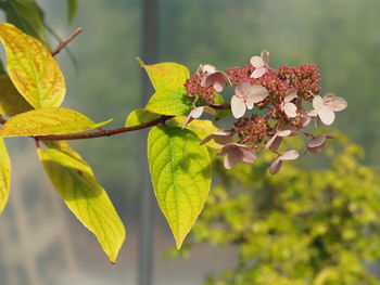 Close-up of yellow flowering plant leaves