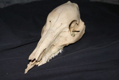 Close-up of animal skull