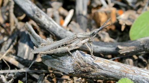 Close-up of grasshopper on wood