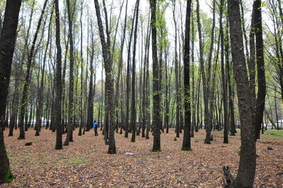 Trees growing on field in forest