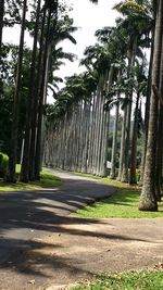 Trees and grass in park