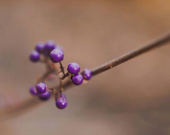 Close-up of berries growing on tree