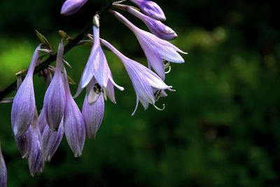 Close-up of purple flowers blooming outdoors