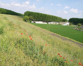 Scenic view of field against sky