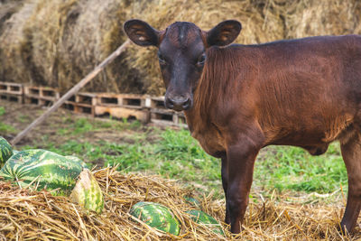 A small brown calf stands near a pile of hay and watermelons. rural scene, livestock, farm life. 