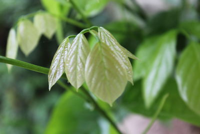 Close-up of green leaves on plant