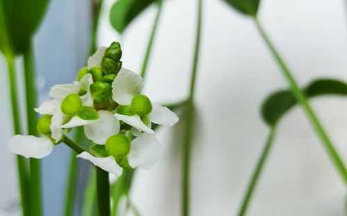 Close-up of white flowering plant