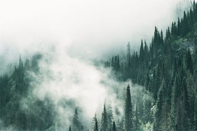 Panoramic view of trees in foggy forest