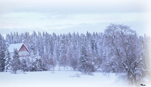 Trees on snow covered field against sky