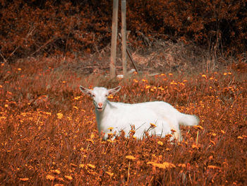 White cat lying on land in forest