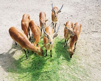 High angle view of deer on field