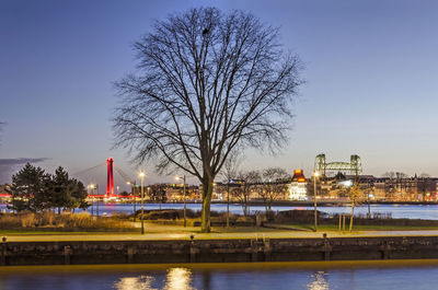 City tree in the blue hour