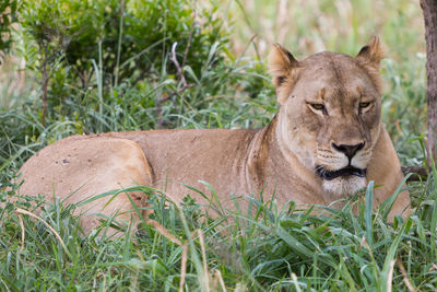 Portrait of lioness lying on grassy field