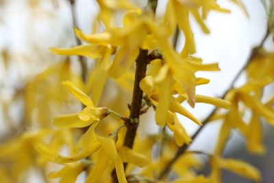 Close-up of yellow flowers