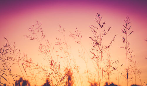 Low angle view of plants against clear sky at sunset