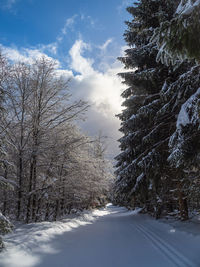 Trees on snow covered landscape