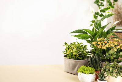 Close-up of potted plant against white background