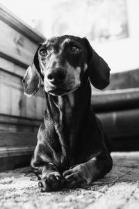 Portrait of dog sitting at home