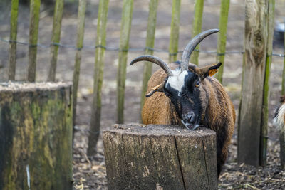 View of horse on wooden post