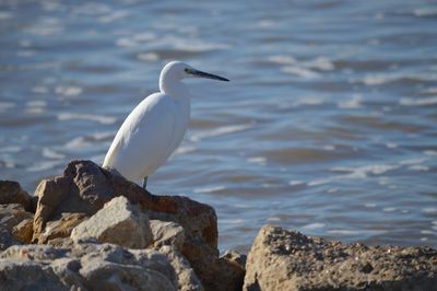 Bird perching on rock in sea