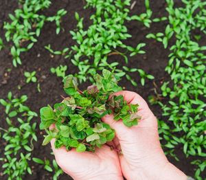 Close-up of hand holding potted plant