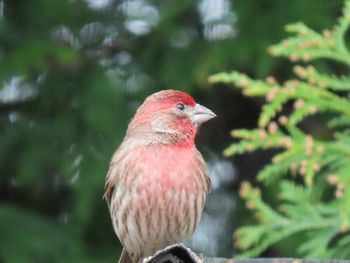 Close-up of a house finch  perching on tree