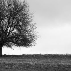 View of bare tree on field against clear sky