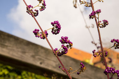 Low angle view of pink flowers blooming on tree