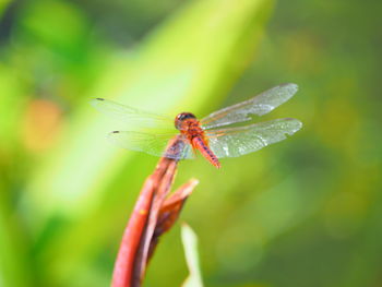 Close-up of damselfly on leaf