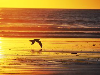 Silhouette of bird flying on beach