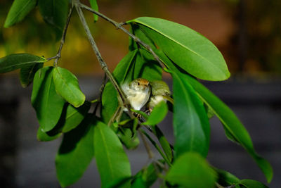 Close-up of insect on plant