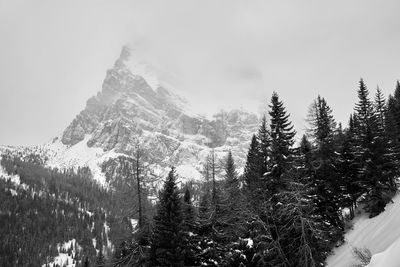Trees in forest against sky during winter