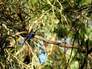 Yellow rosella