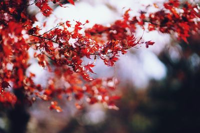 Low angle view of red maple tree against sky