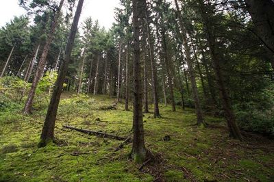 Trees in forest