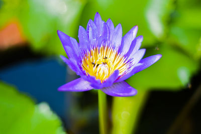 Close-up of purple water lily in pond