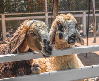 Close-up portrait of goats