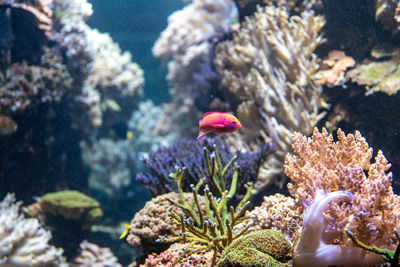 Close-up of fish underwater