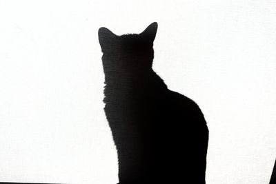 Portrait of black cat standing against white wall