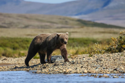 Side view of bear on riverbank