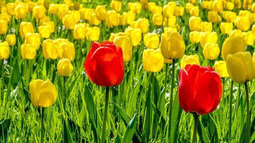 Close-up of yellow tulips in field