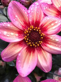 Close-up of pink flower blooming outdoors