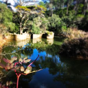 Reflection of trees in lake