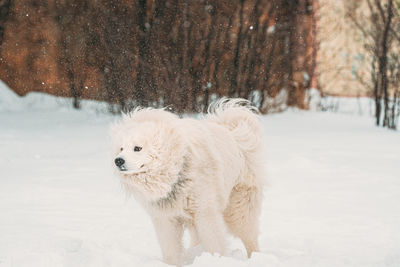 Dog running on snow covered field