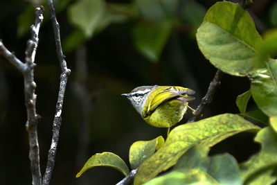 Close-up of bird perching on plant