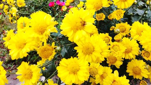 High angle view of insect on yellow flowering plant